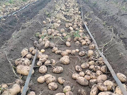 實(shí)驗(yàn)一號(hào)馬鈴薯